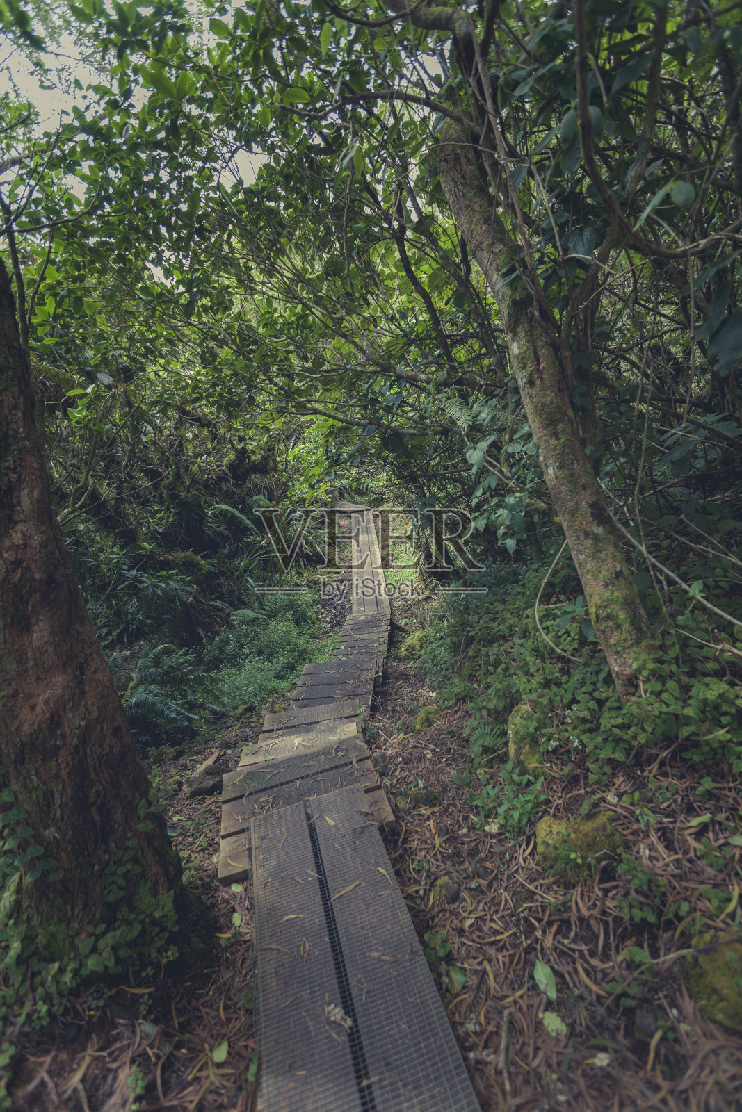 穿过雨林的木制小路照片摄影图片