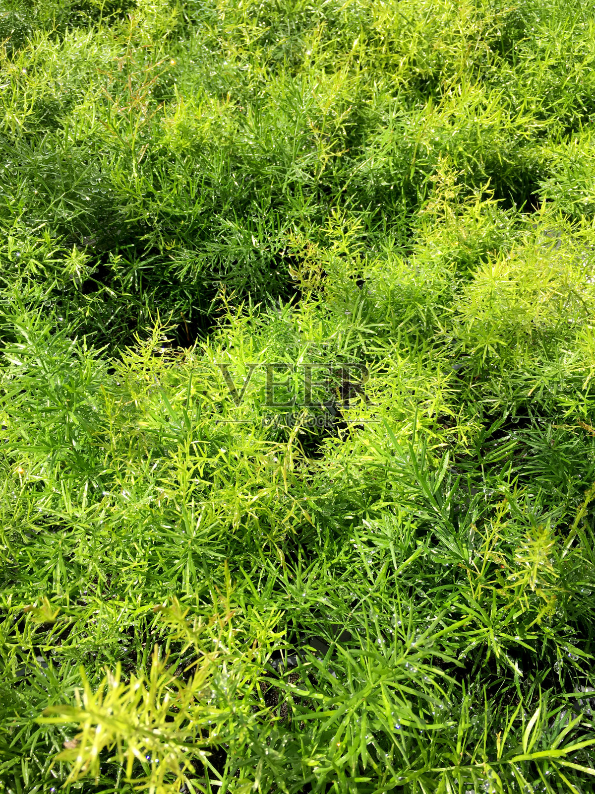 亮绿色景天作为植物背景。照片摄影图片