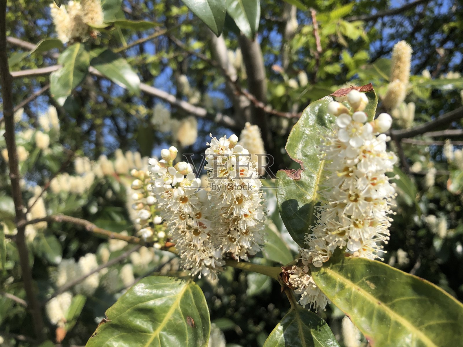 漂亮的，白色的，芬芳的花照片摄影图片