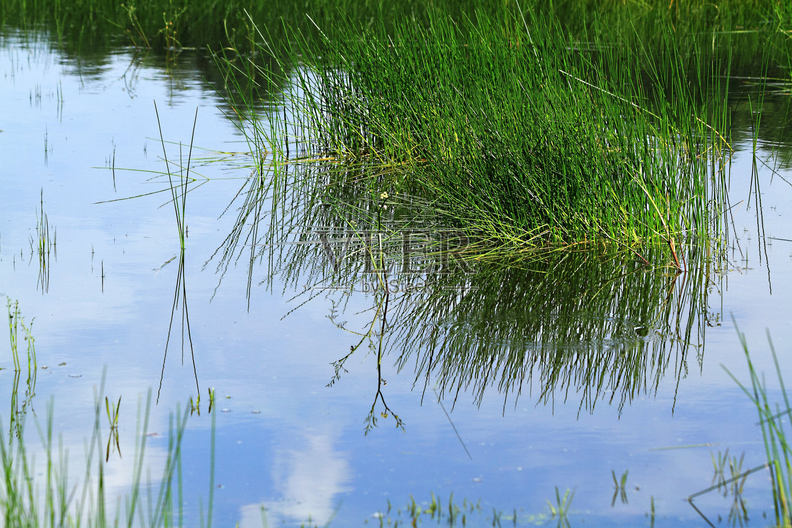 花，黄，自然，近花，湖在森林照片摄影图片