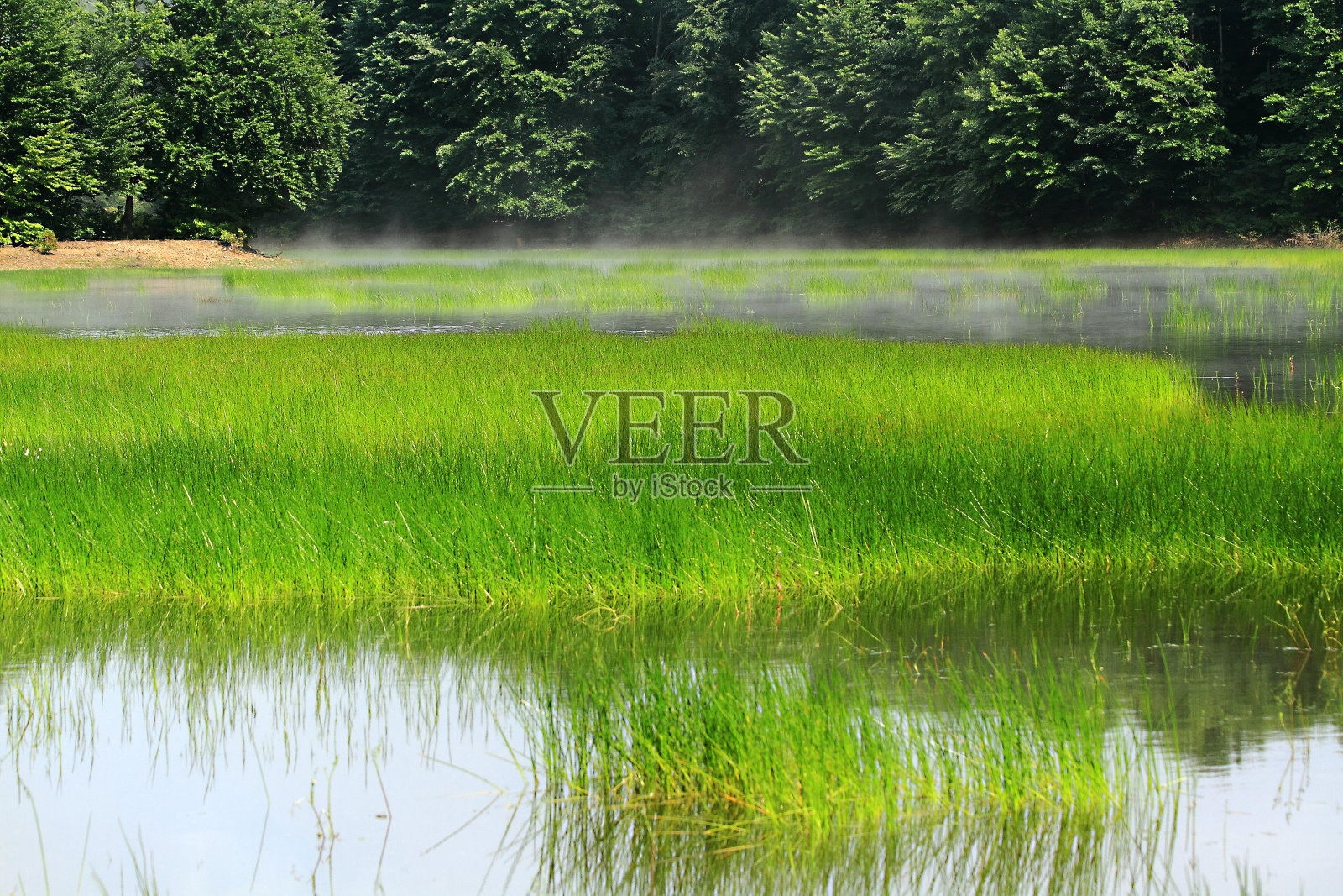 花，黄，自然，近花，湖在森林照片摄影图片