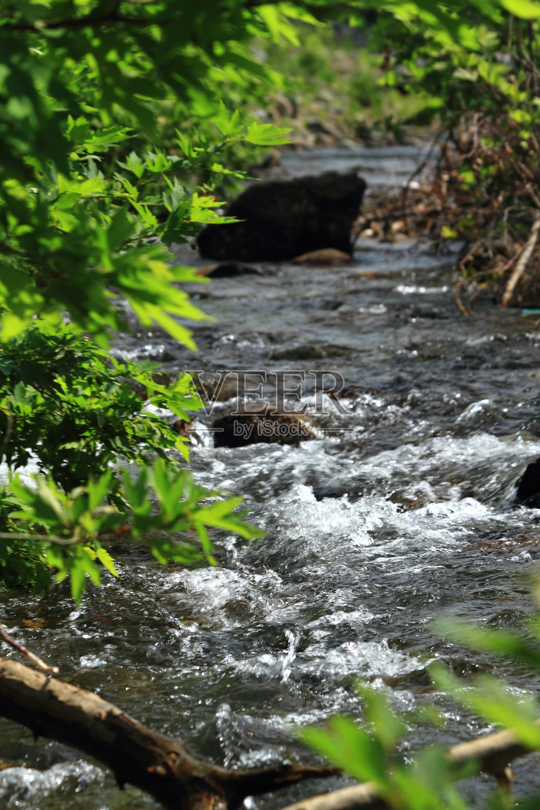 花，黄，自然，近花，湖在森林照片摄影图片