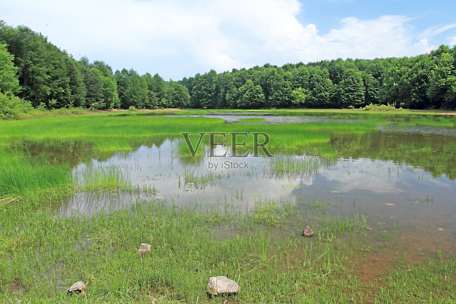花，黄，自然，近花，湖在森林照片摄影图片