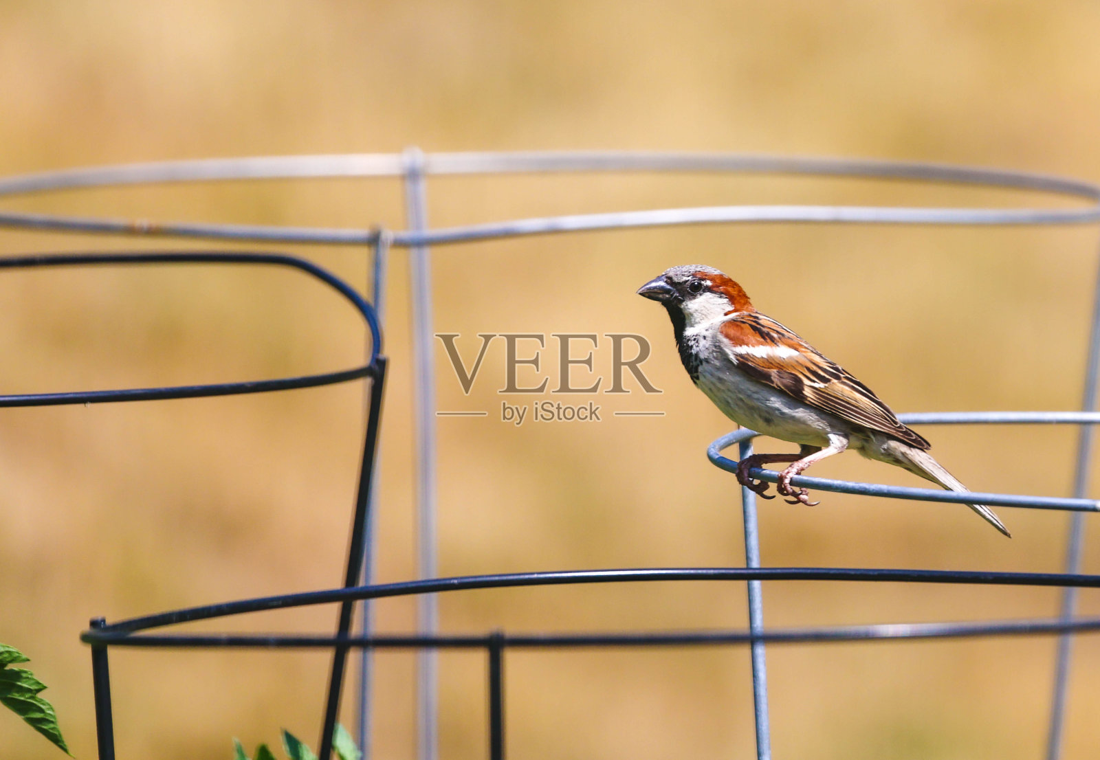 小鸟照片摄影图片