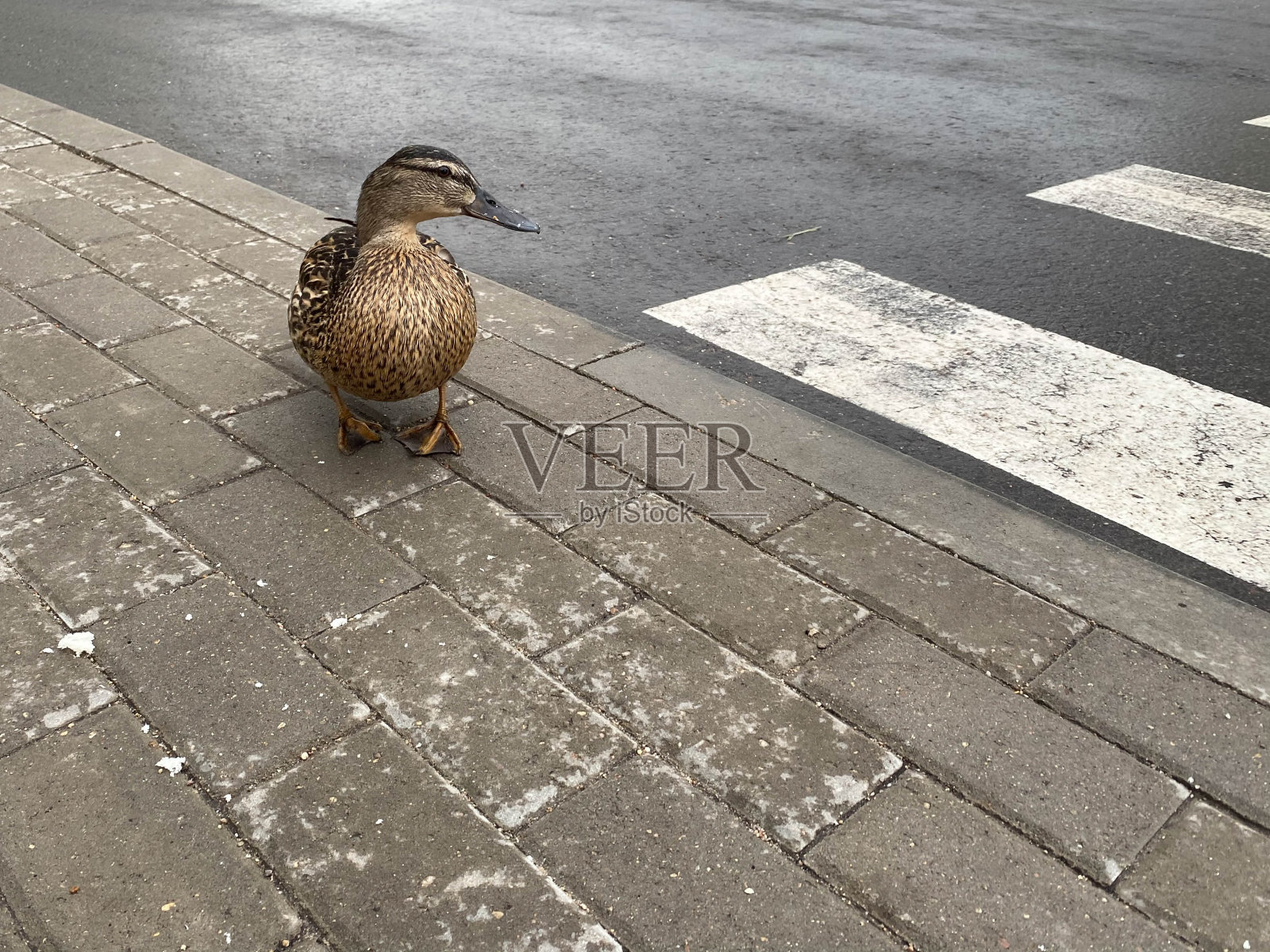 在一个大城市里，一只美丽的灰色鸭鸟走在人行道的柏油路上照片摄影图片