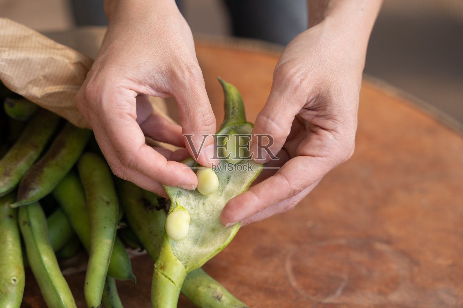 农民们双手张开刚收获的有机蚕豆照片摄影图片