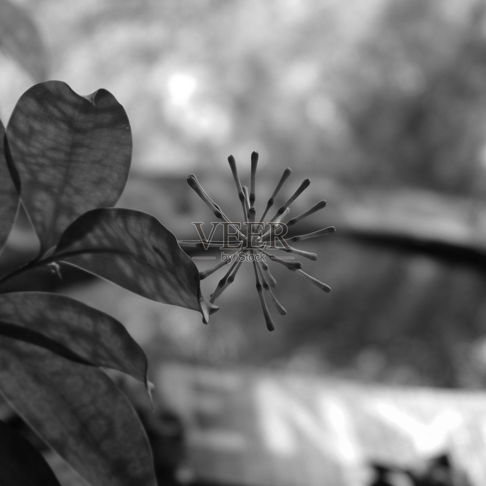 野生植物在松林中茁壮成长的照片照片摄影图片