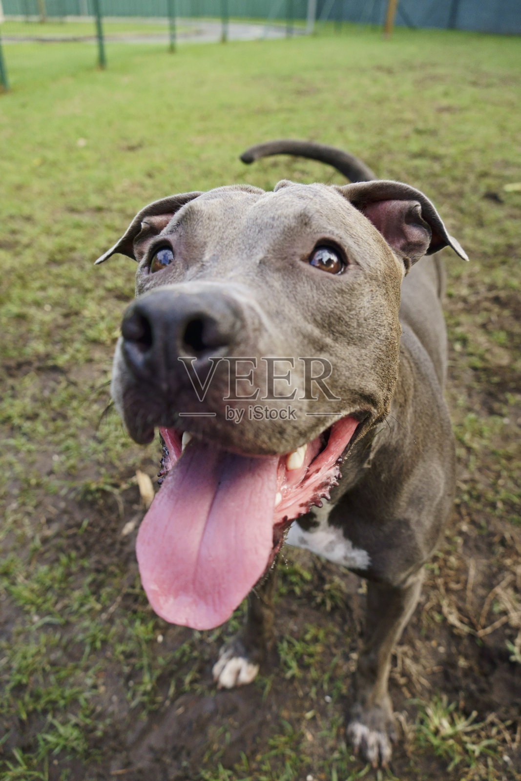 斗牛犬在公园里，周围有绿草和栅栏。斗牛犬在狗的地方玩耍。有选择性的重点。照片摄影图片