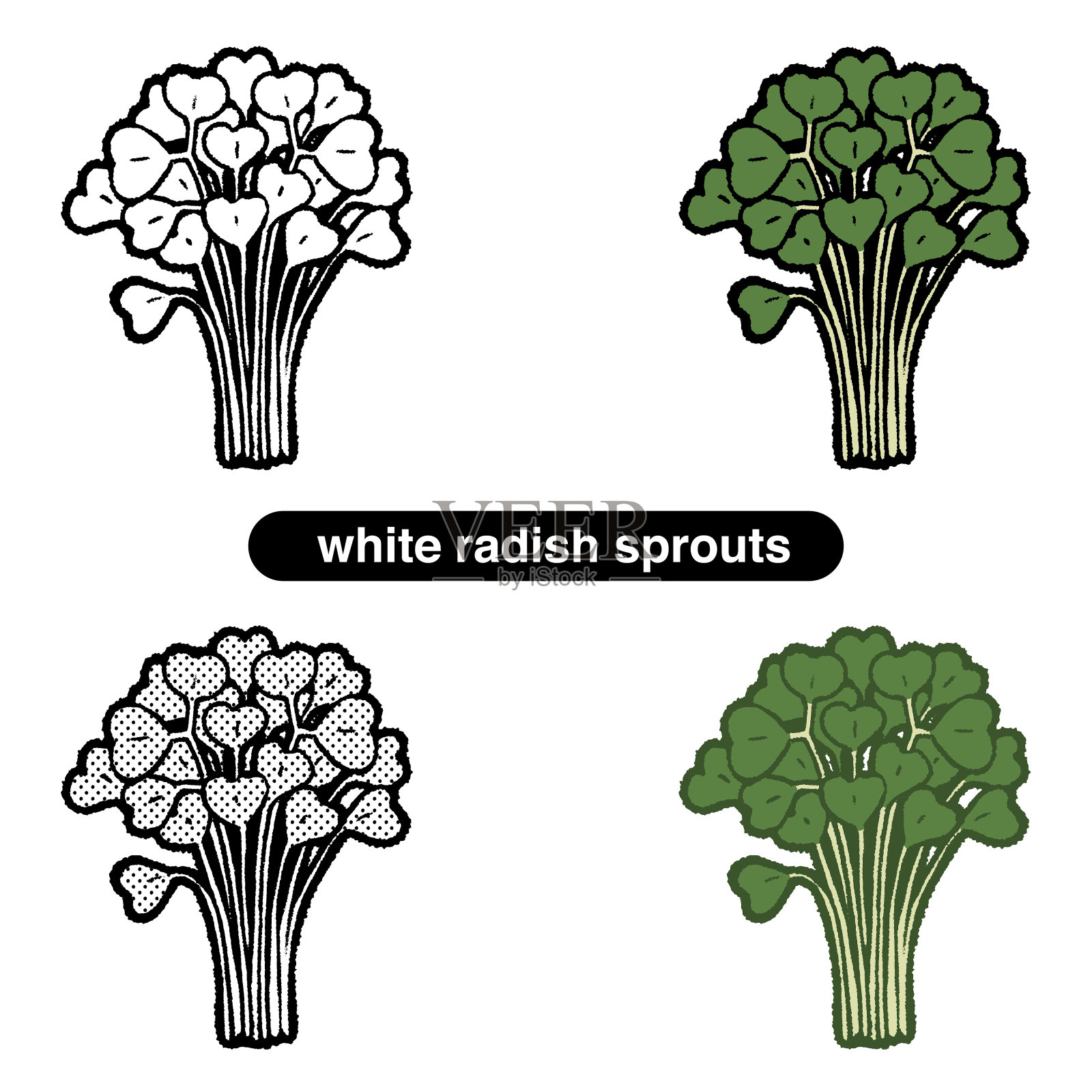 黄绿色蔬菜中的白萝卜芽插画图片素材