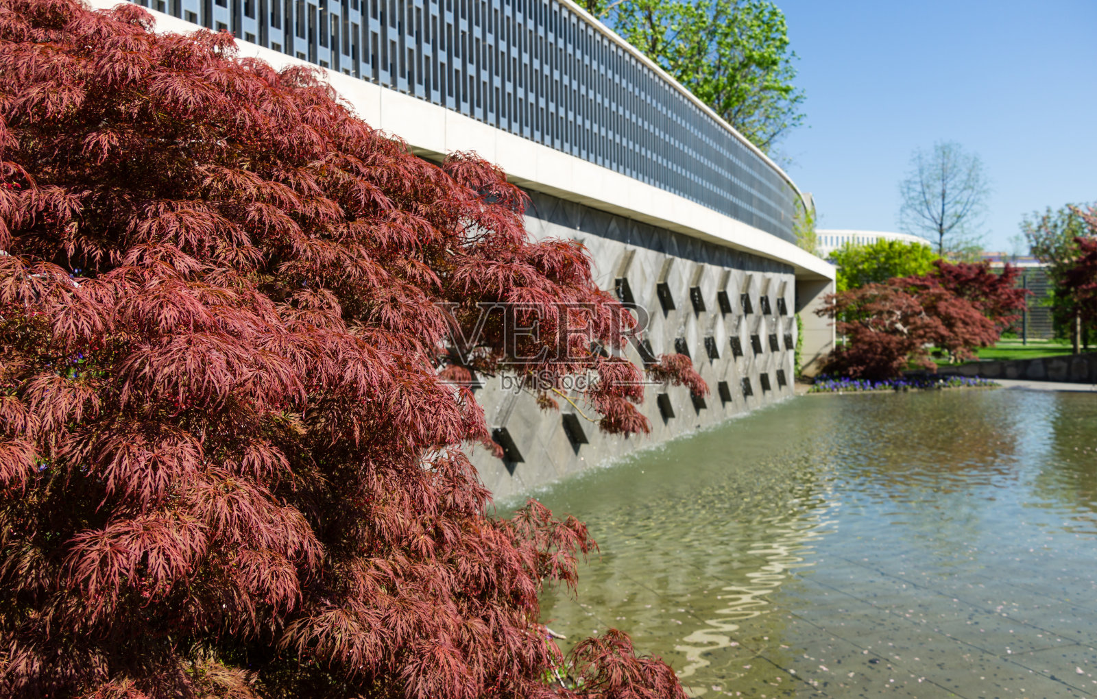 克拉斯诺达尔市公园日本庭院中优雅的掌叶槭与红叶的装饰墙与喷泉。2021年5月阳光明媚的加利茨基公园照片摄影图片