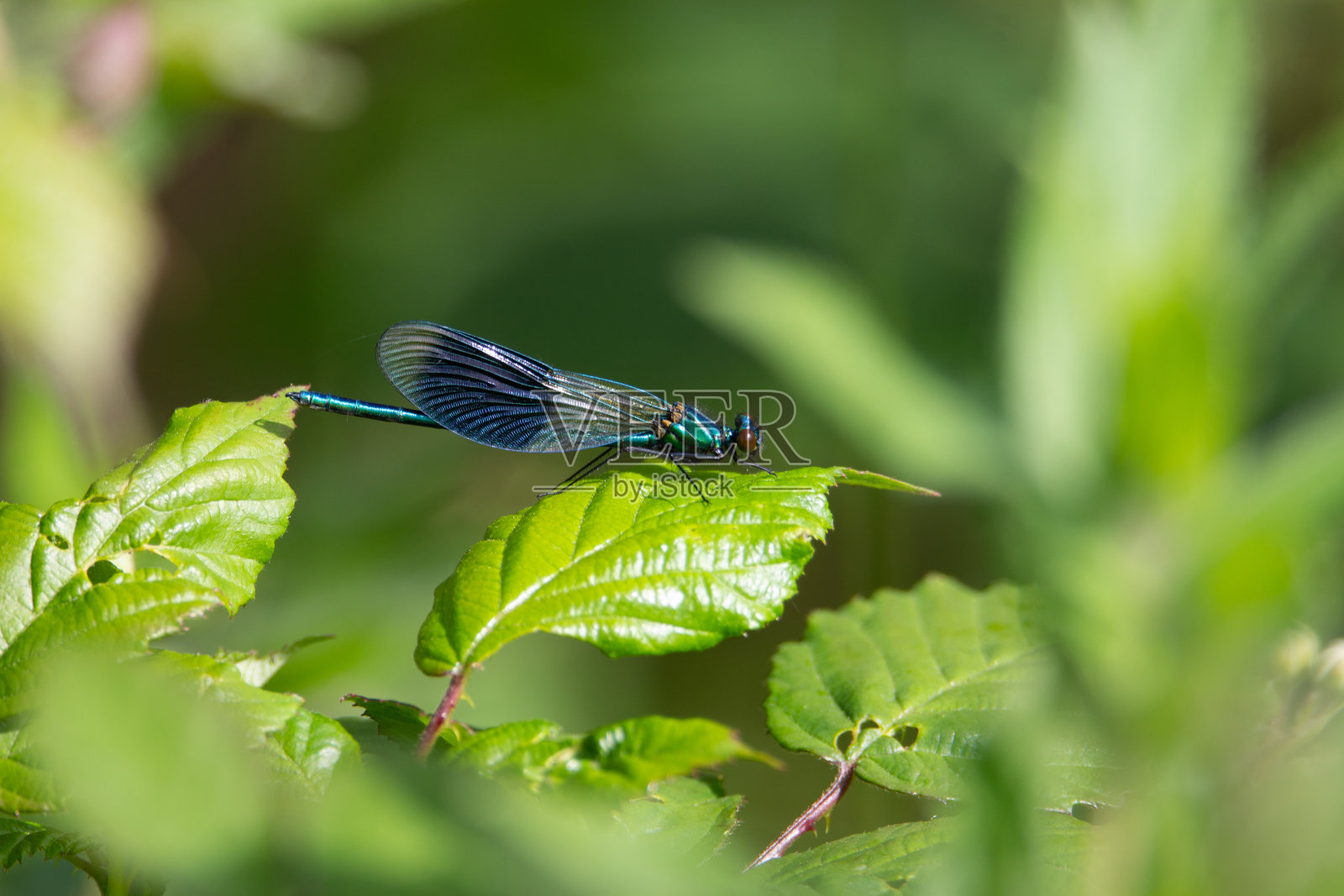 男性带状豆娘照片摄影图片