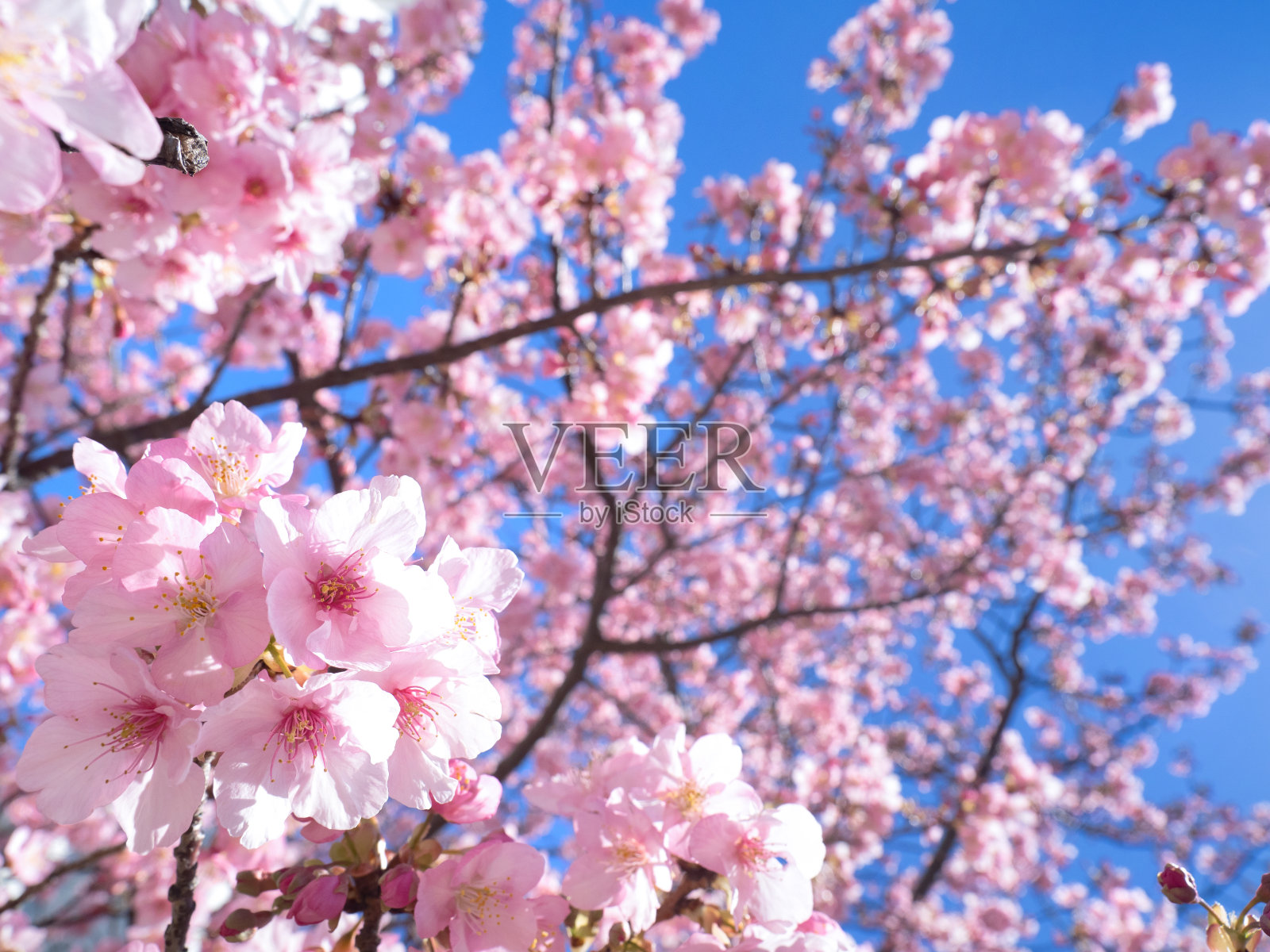 日本樱花盛开照片摄影图片