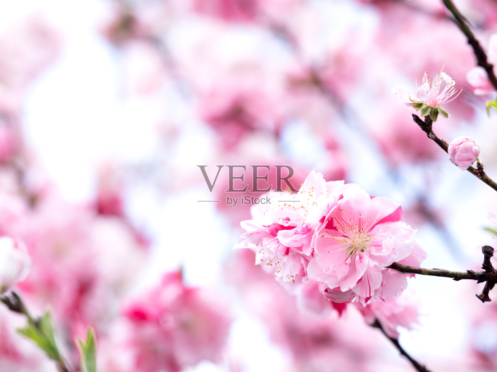 日本花桃照片摄影图片