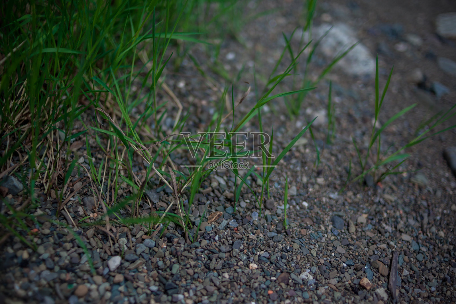 河边的石头和绿草墙纸照片摄影图片