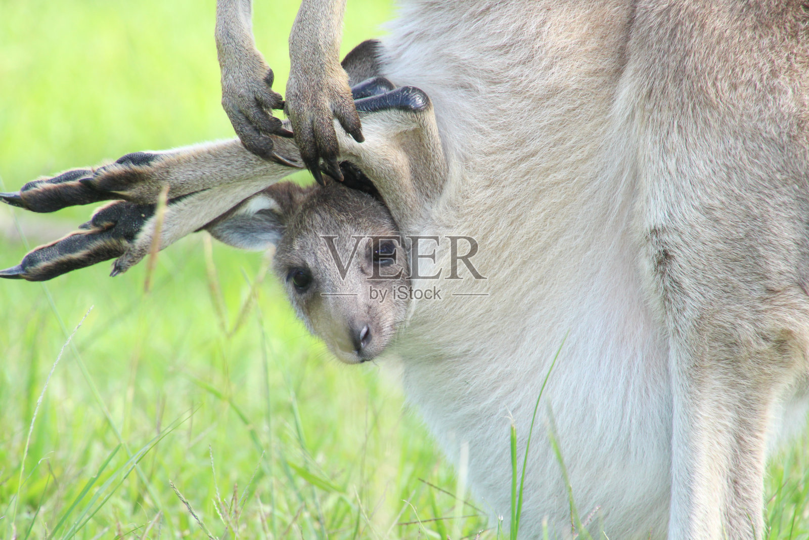 袋鼠宝宝的头和腿从袋鼠妈妈的育儿袋里伸出来，看着相机照片摄影图片