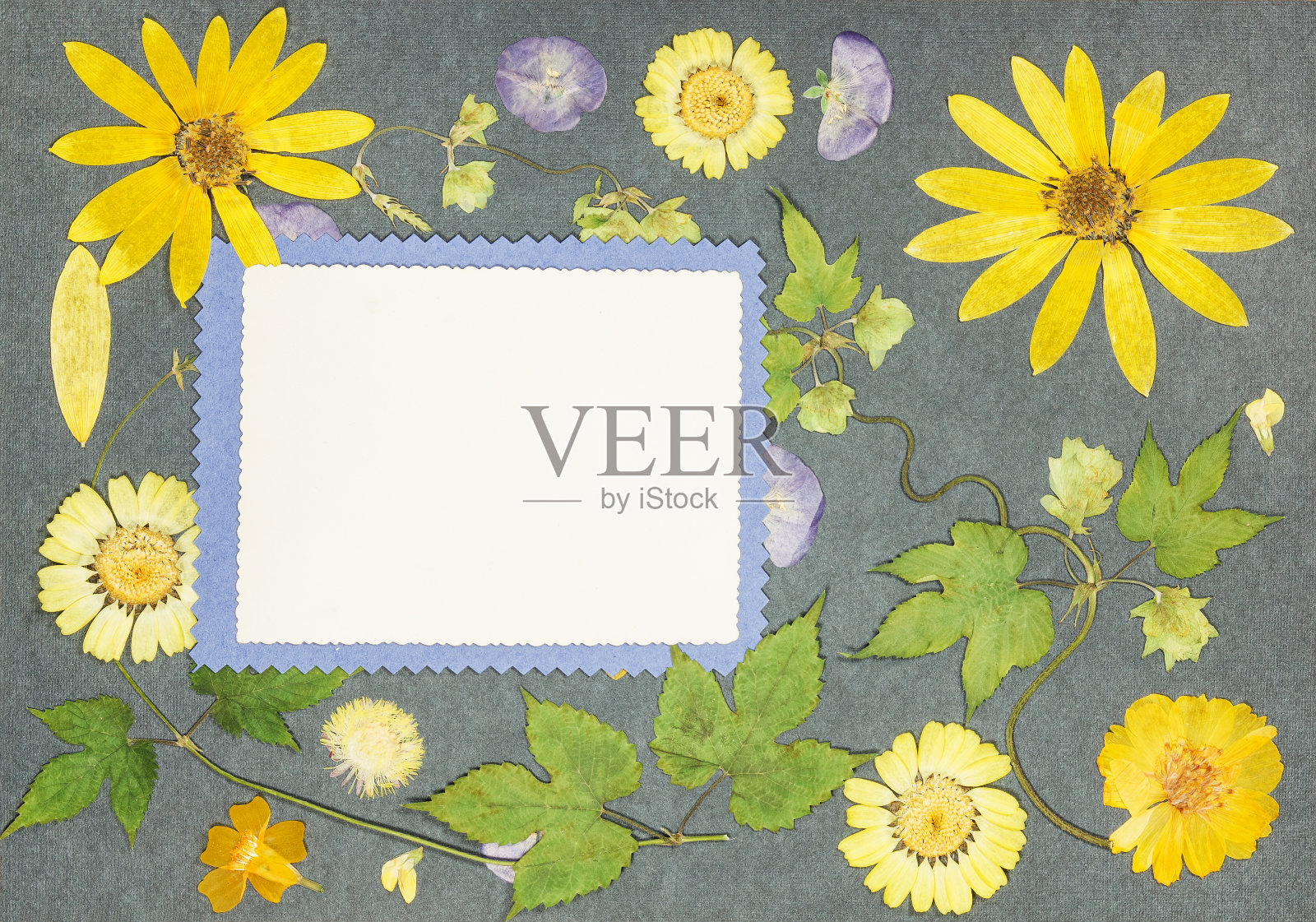 旧相册里的一页。剪贴簿元素装饰的叶子，花和花瓣花。贺卡，请柬和祝贺。用于剪贴簿，问候照片摄影图片