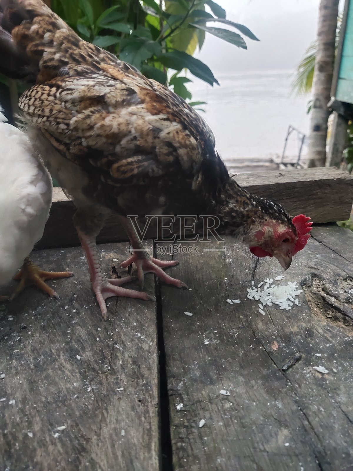 鸡照片摄影图片