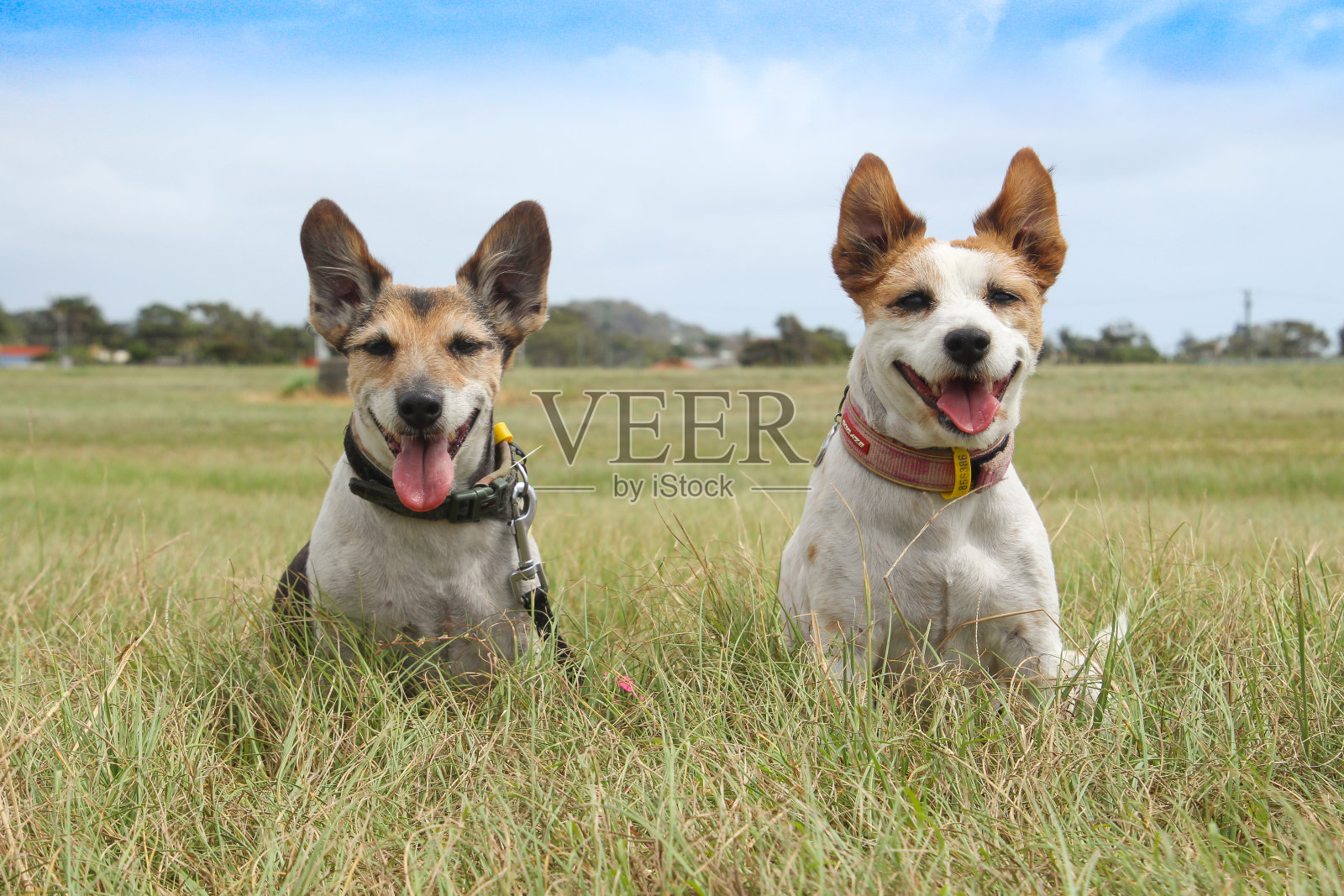 两只杰克罗素梗，棕黑白相间，看着镜头，竖起耳朵，高兴地伸出舌头照片摄影图片