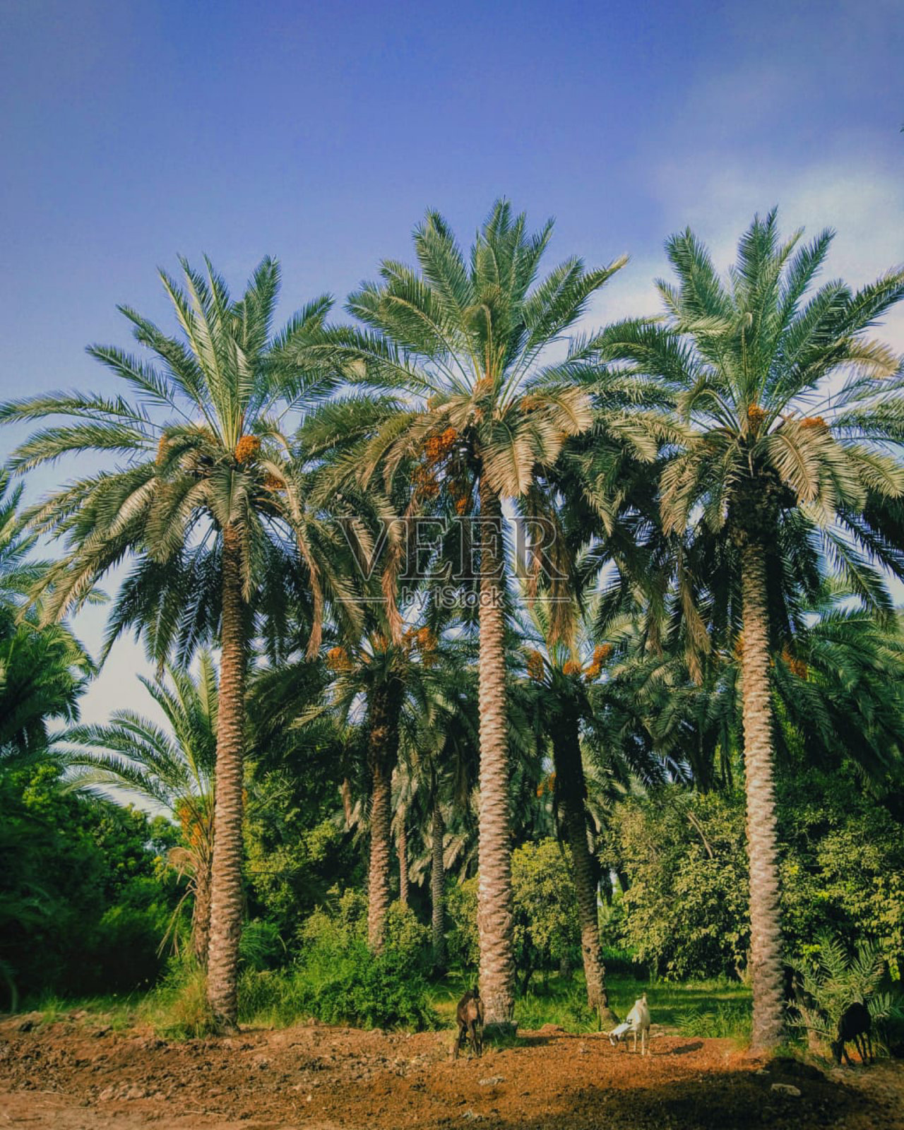 村早晨的风景照片摄影图片