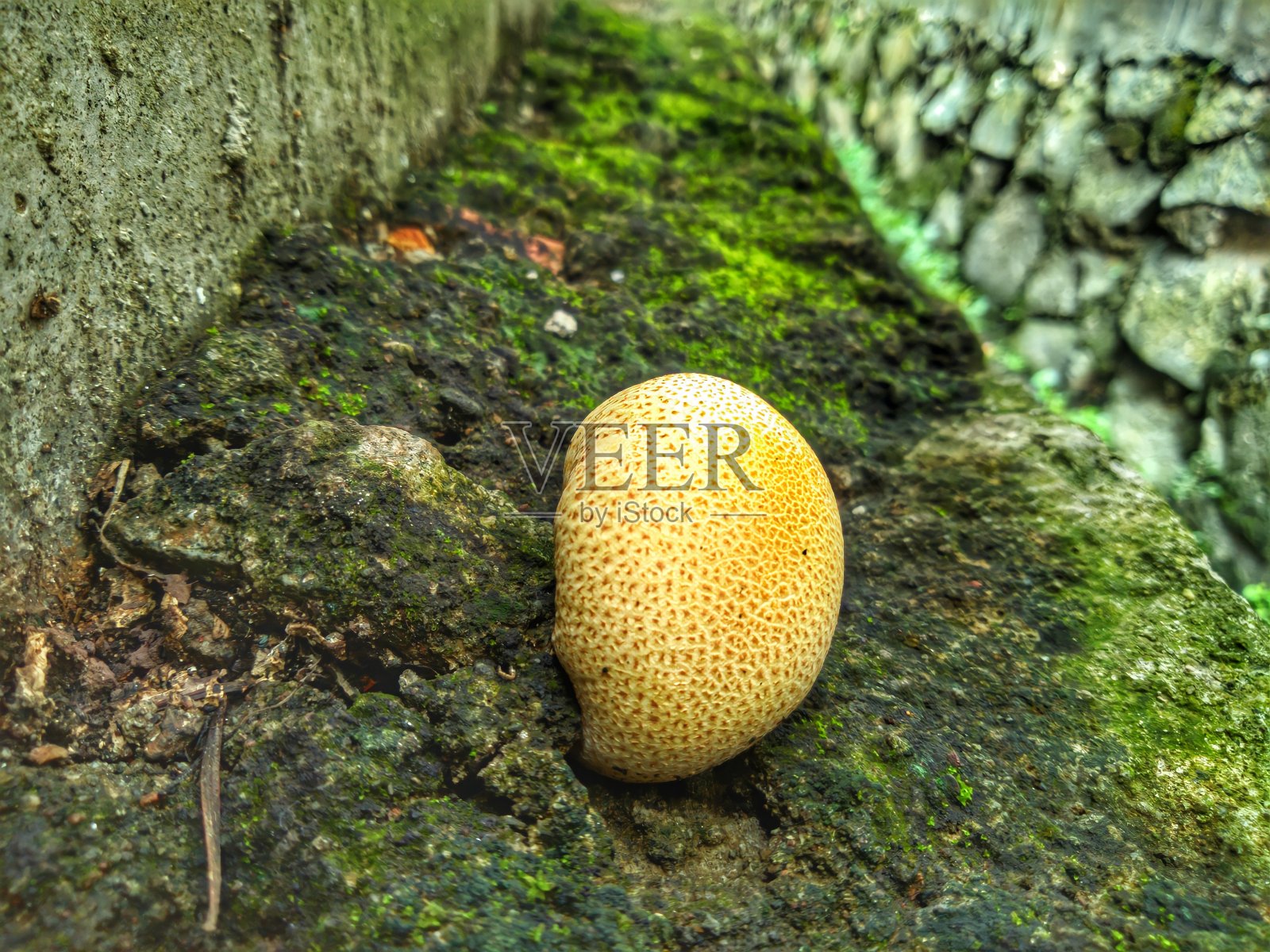 野生植物照片摄影图片