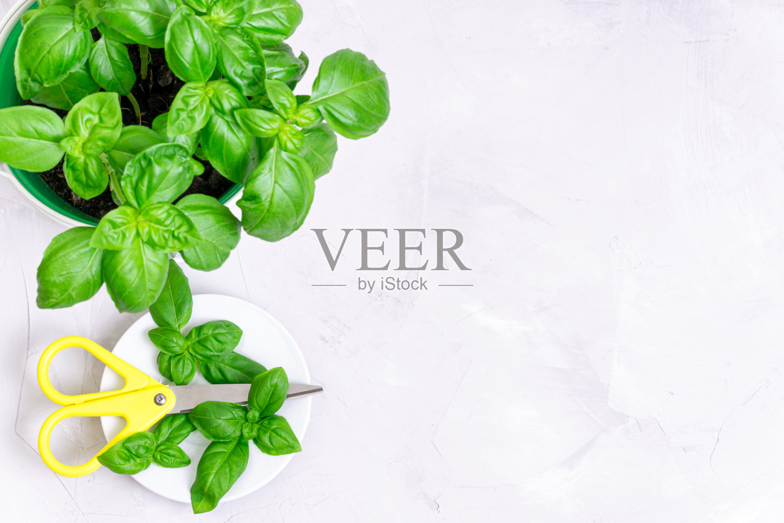 家庭园艺和收获甜罗勒照片摄影图片