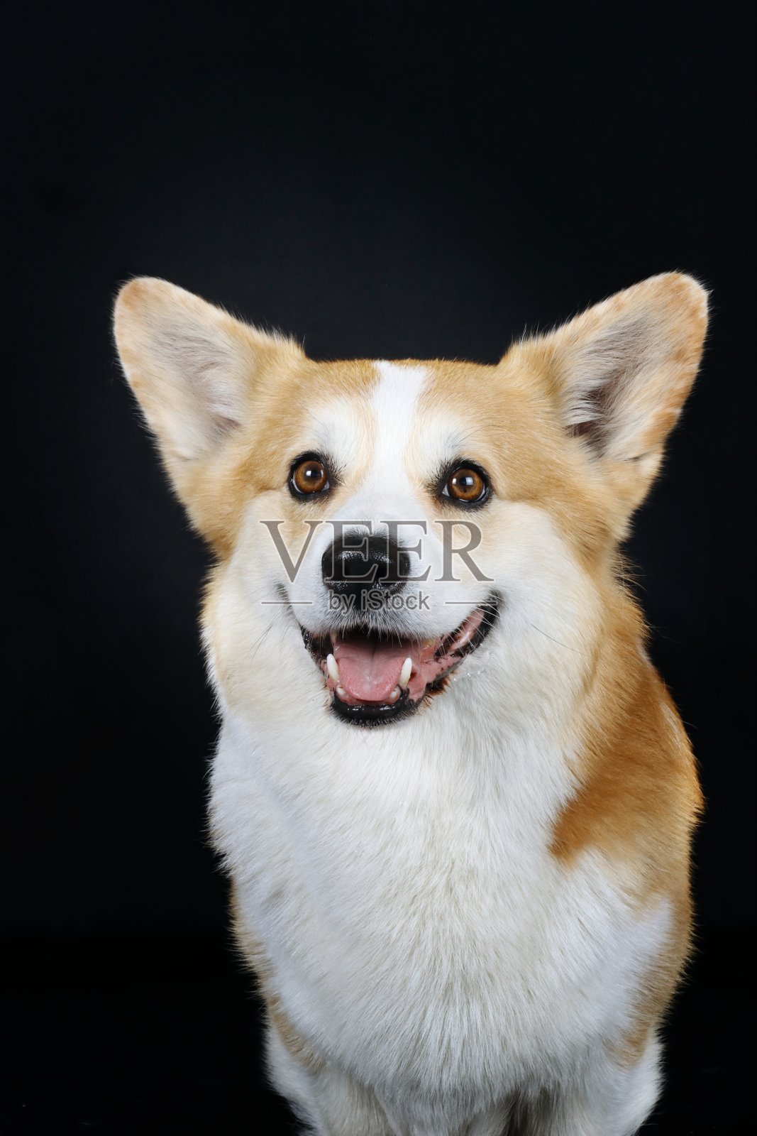 威尔士科基犬的狗照片摄影图片