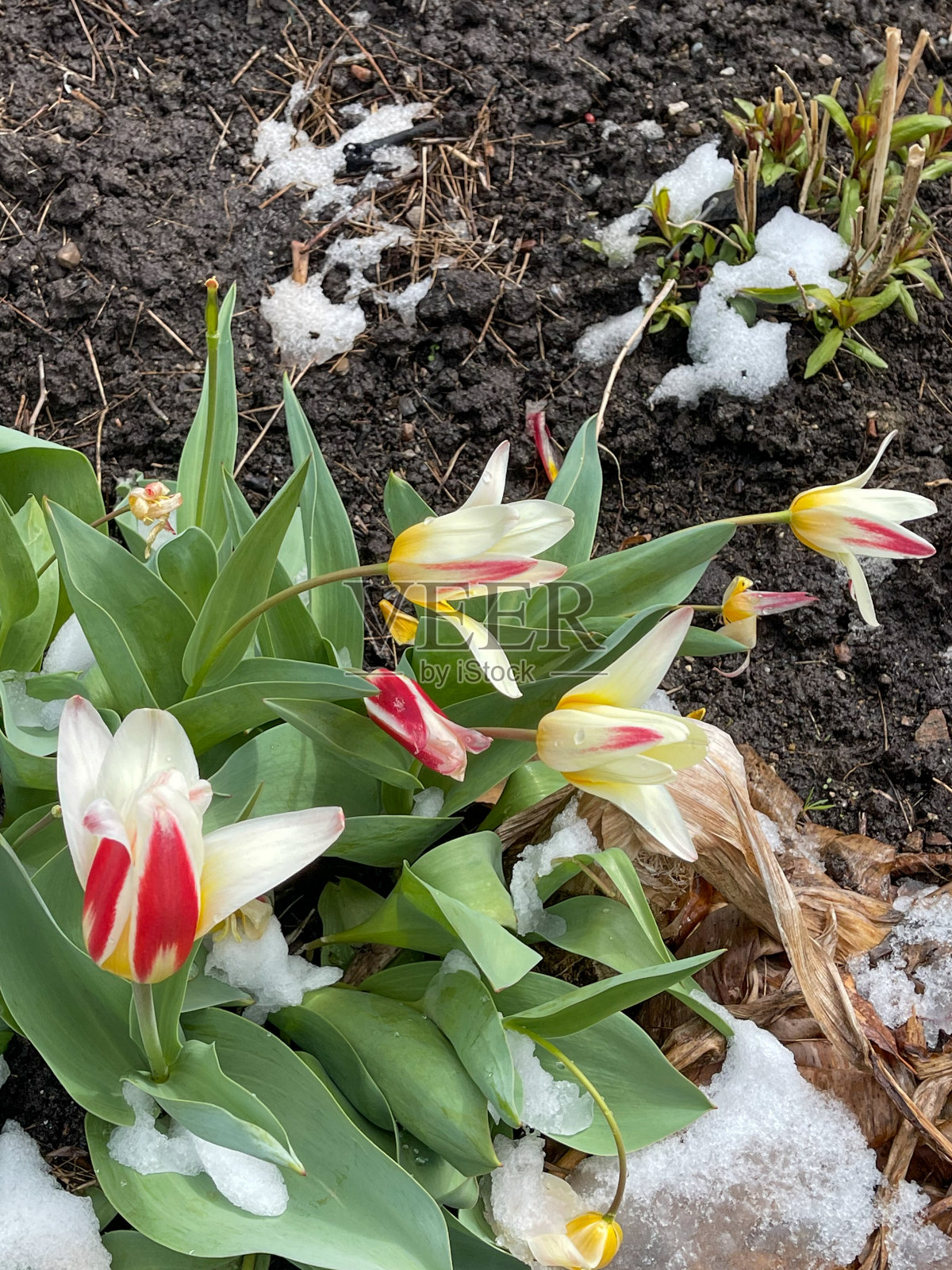 春季，加拿大多伦多市爱德华兹花园的郁金香和雪花照片摄影图片