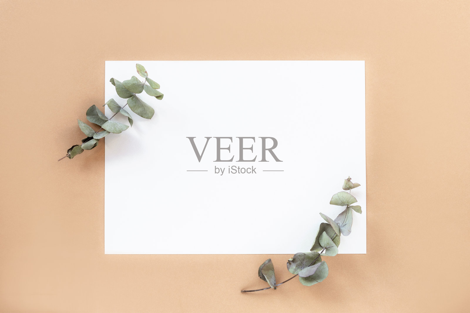 白色空白纸和桉树叶在棕色的背景。俯视图，平躺，模拟照片摄影图片