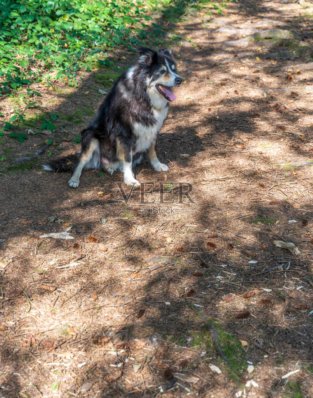 林地小径上的博德牧羊犬照片摄影图片