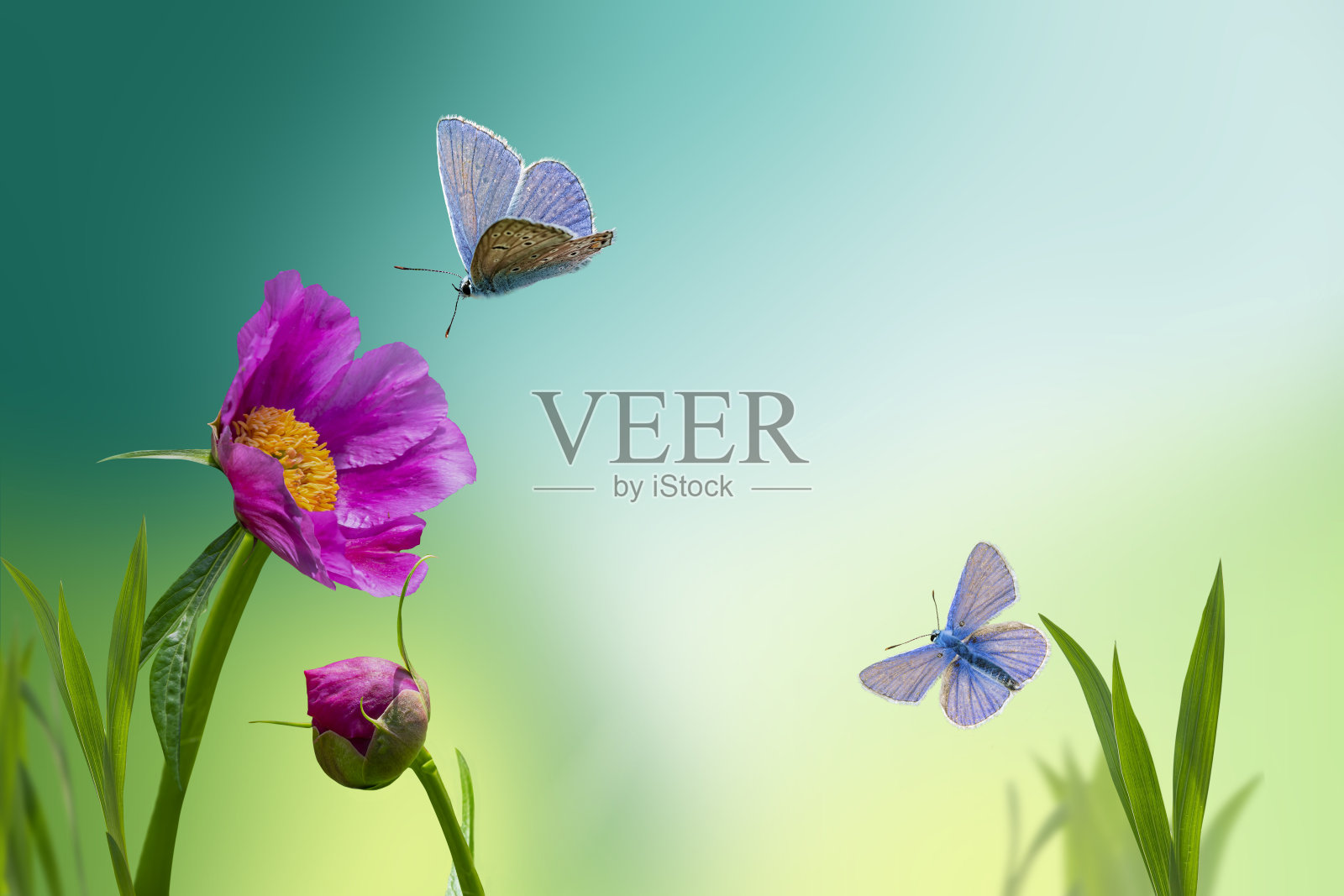 一株粉红紫色的牡丹在模糊的蓝绿色背景上。清晨，一只白色的蝴蝶在一朵美丽的花上飞翔。春天的图案，一种具有魔幻色彩的空间构图照片摄影图片