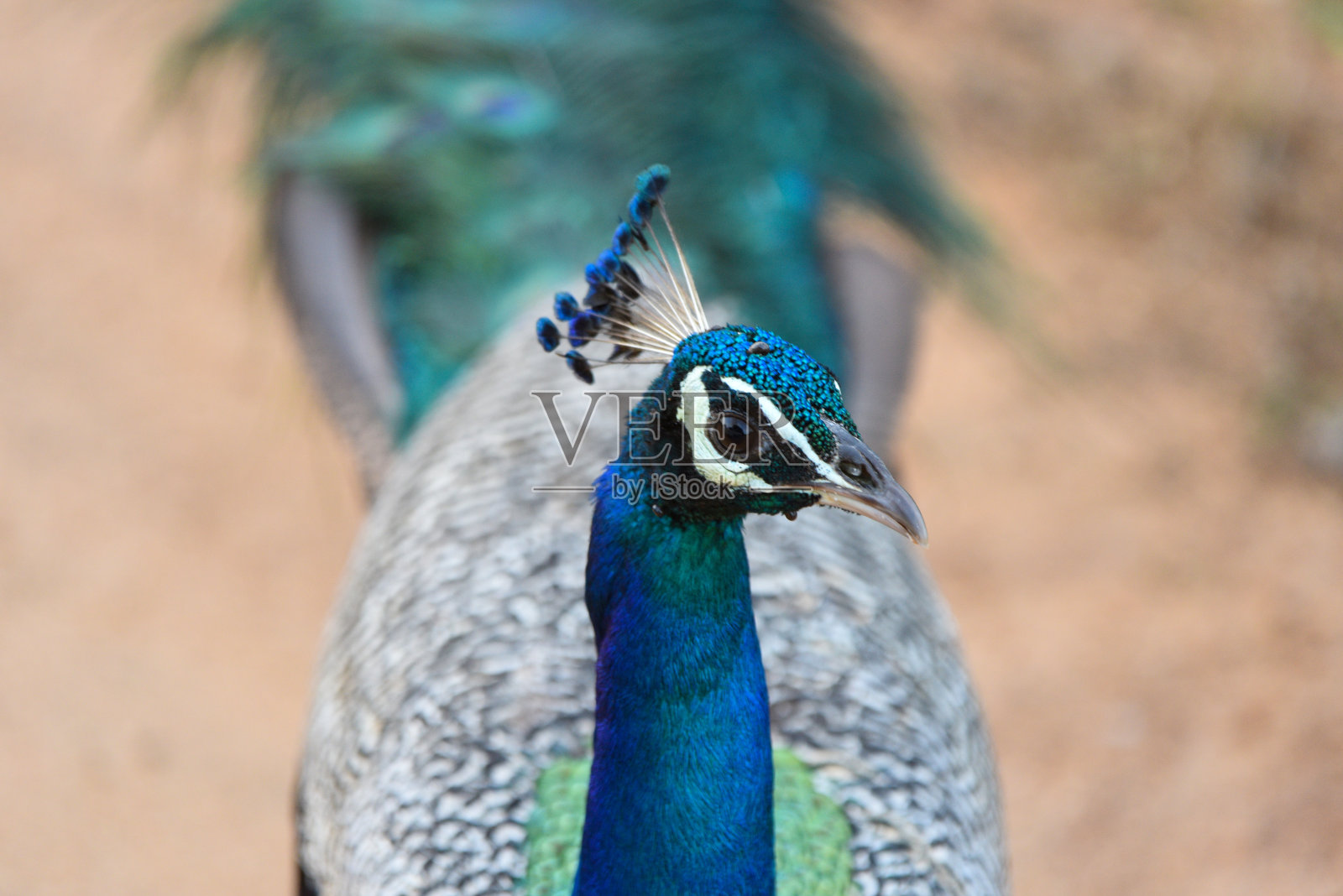孔雀的特写镜头。从孔雀的头冠上看孔雀的头部。照片摄影图片