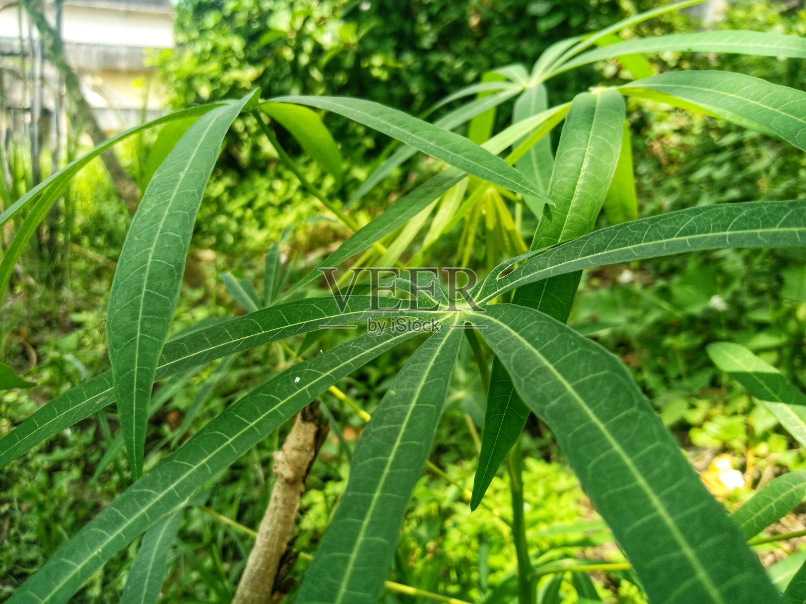 绿色木薯叶照片摄影图片