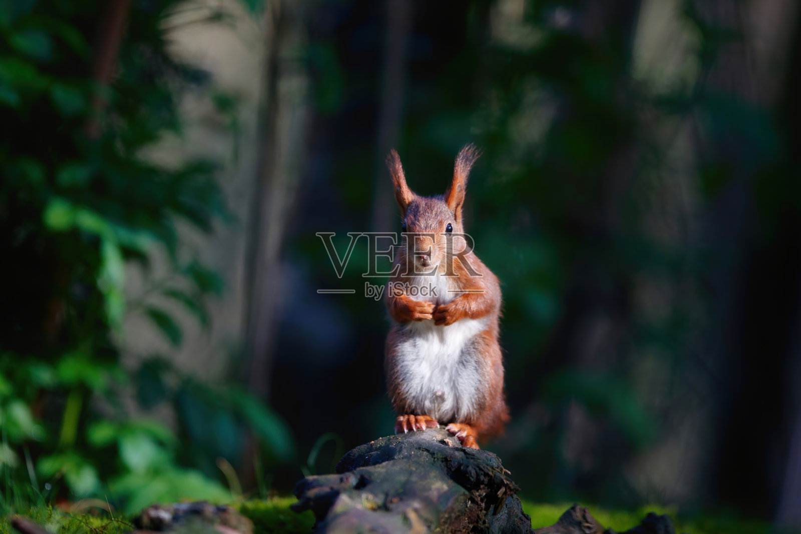 森林中的欧亚红松鼠照片摄影图片