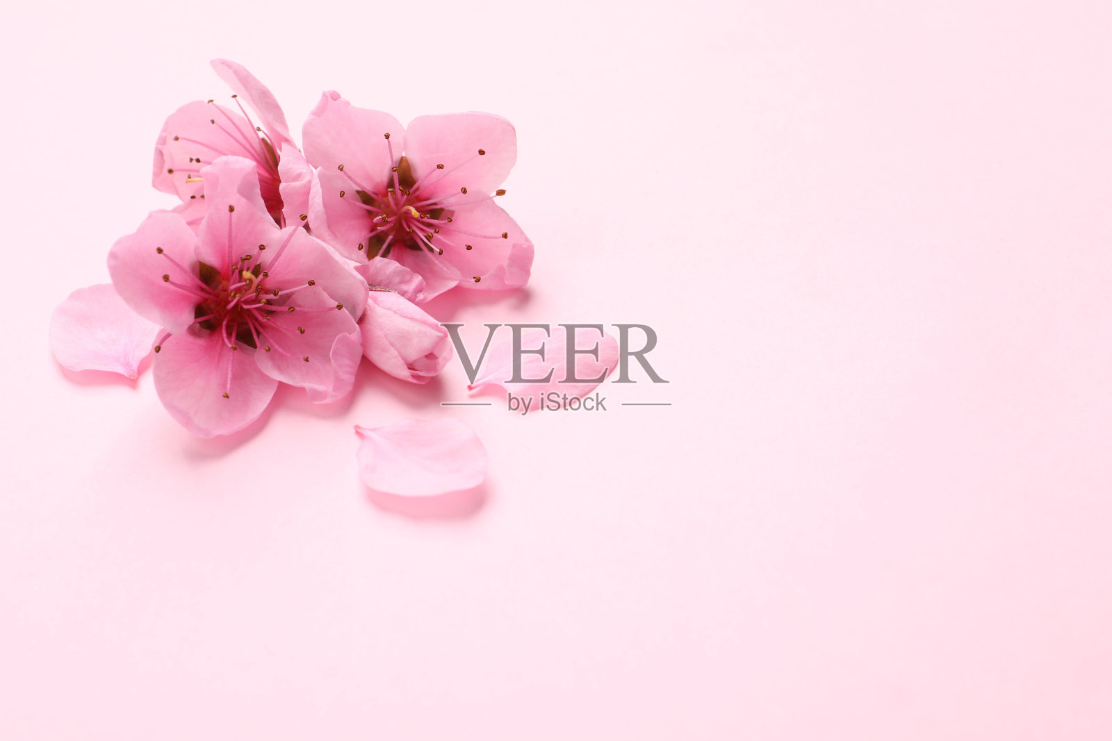 美丽的樱花盛开在粉红色的背景上。空间的文本照片摄影图片