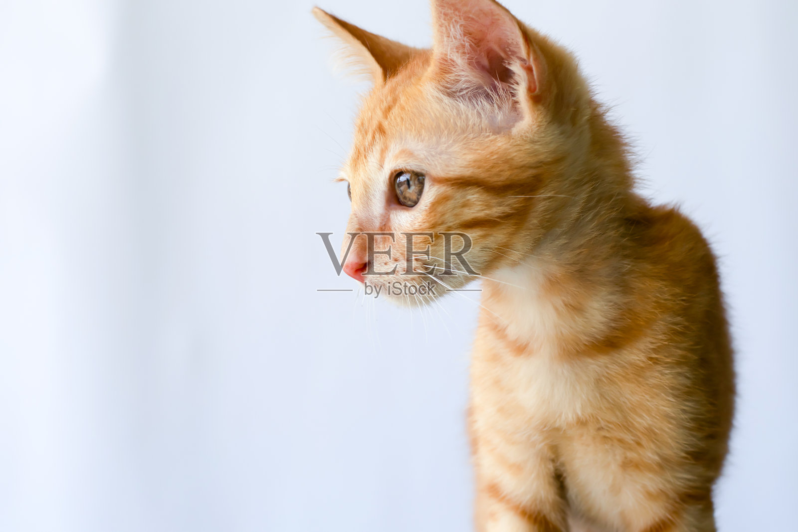 好奇的猫站在那里四处张望照片摄影图片