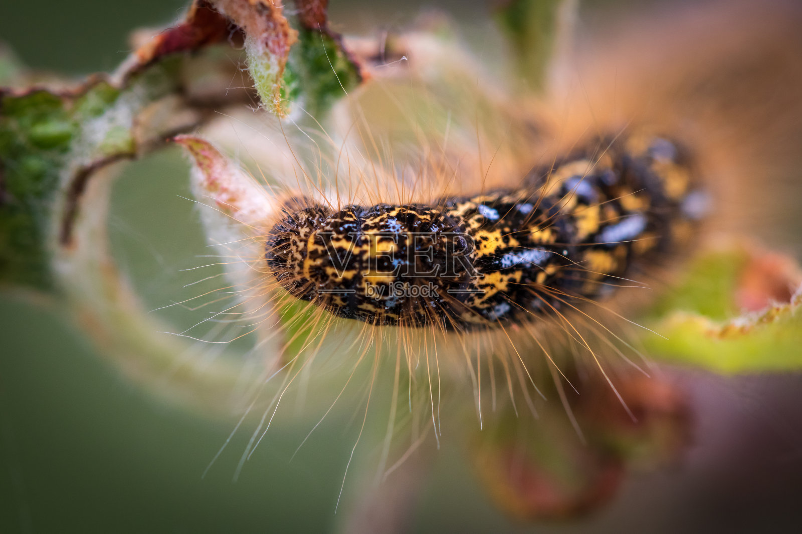 毛毛虫的特写照片摄影图片