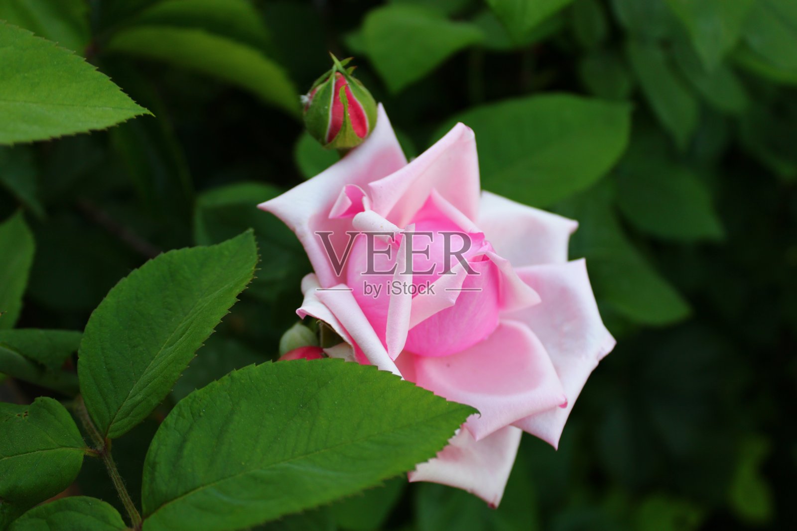 花和自然照片摄影图片