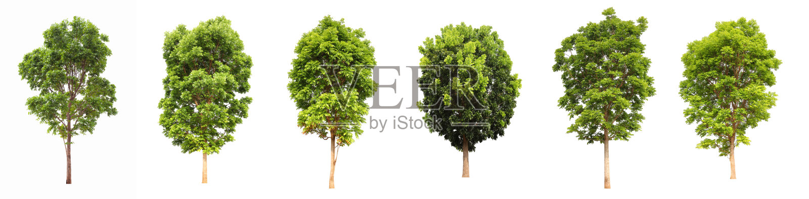 收集一套成熟的大热带红木树从森林孤立的白色背景设计照片摄影图片