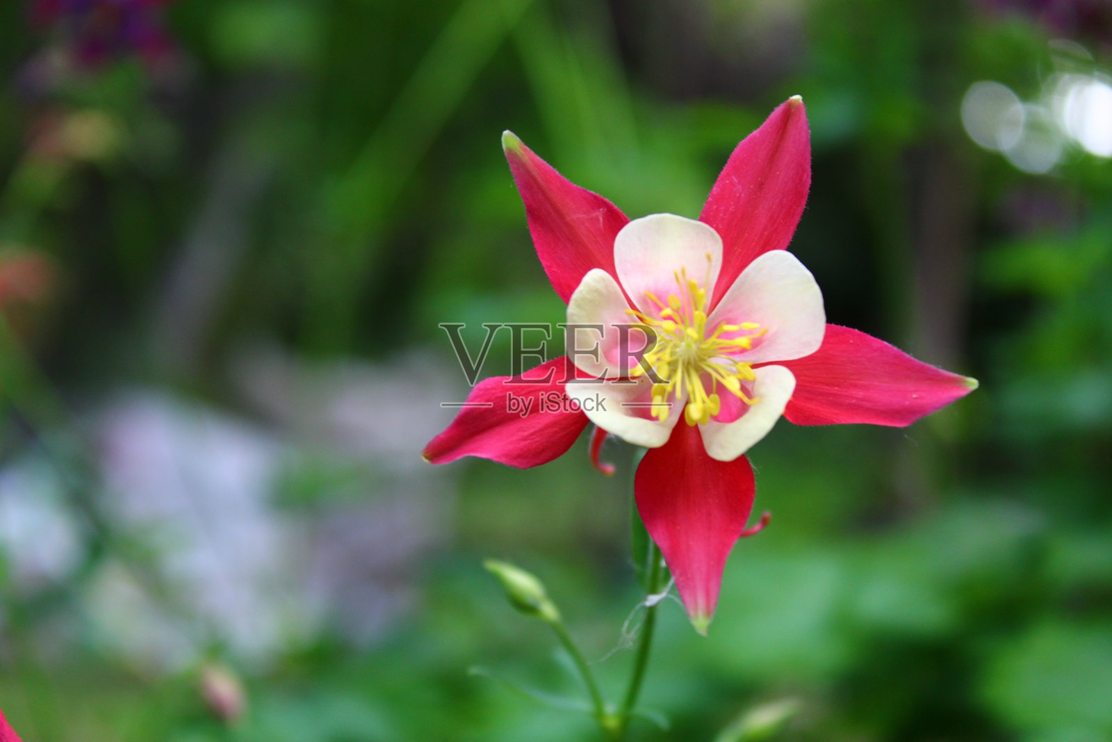 花和自然照片摄影图片