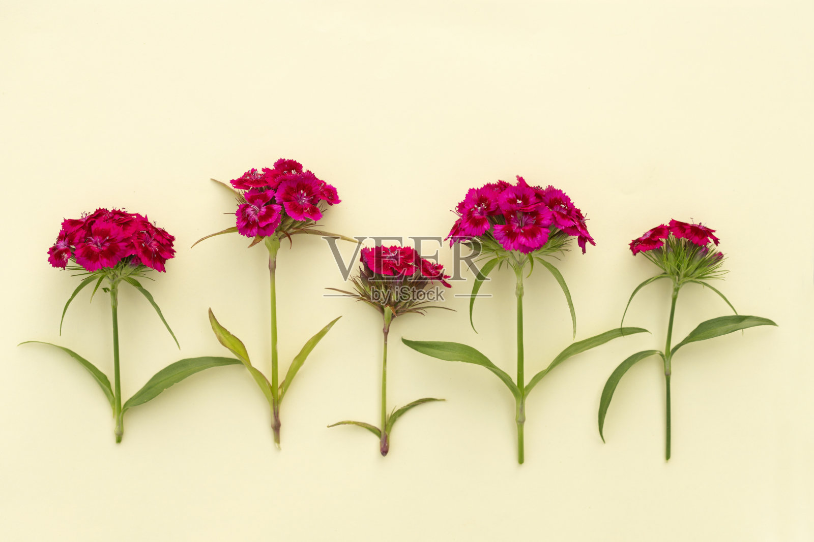 威廉甜蜜的花朵照片摄影图片