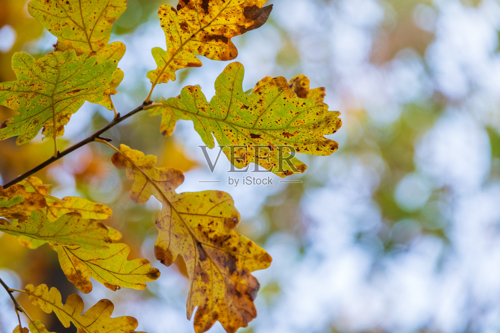 秋天公园里黄叶的橡树枝照片摄影图片