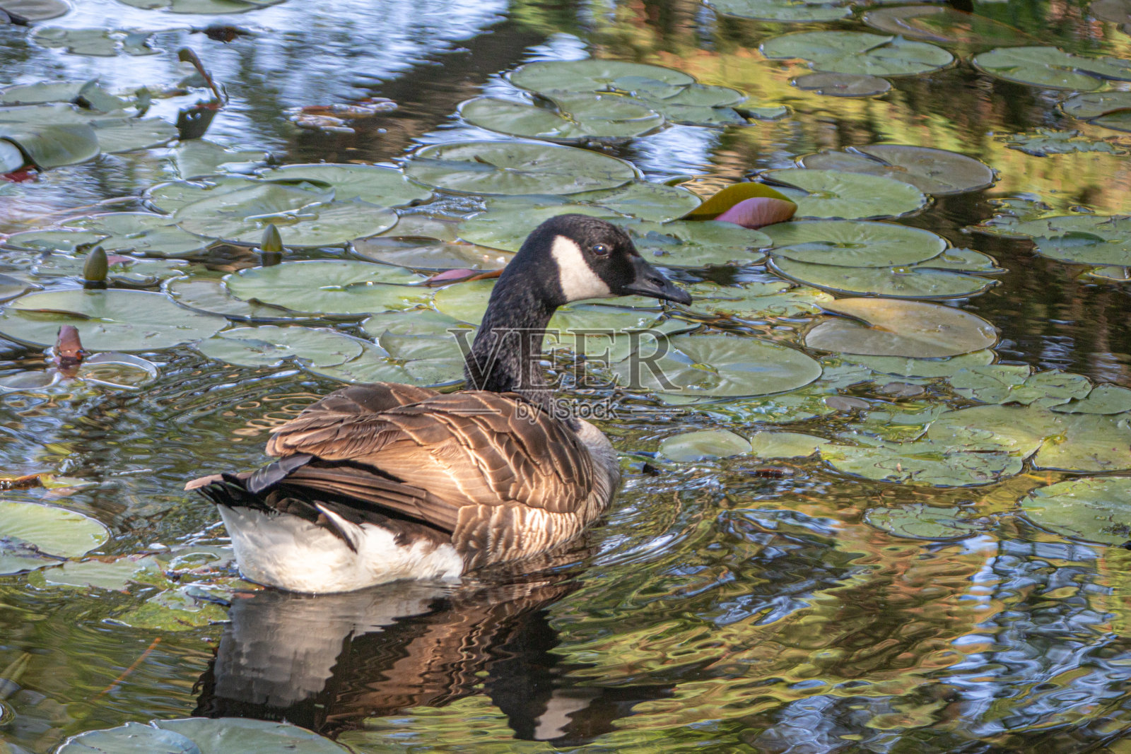 加拿大鹅，加拿大鹅。照片摄影图片