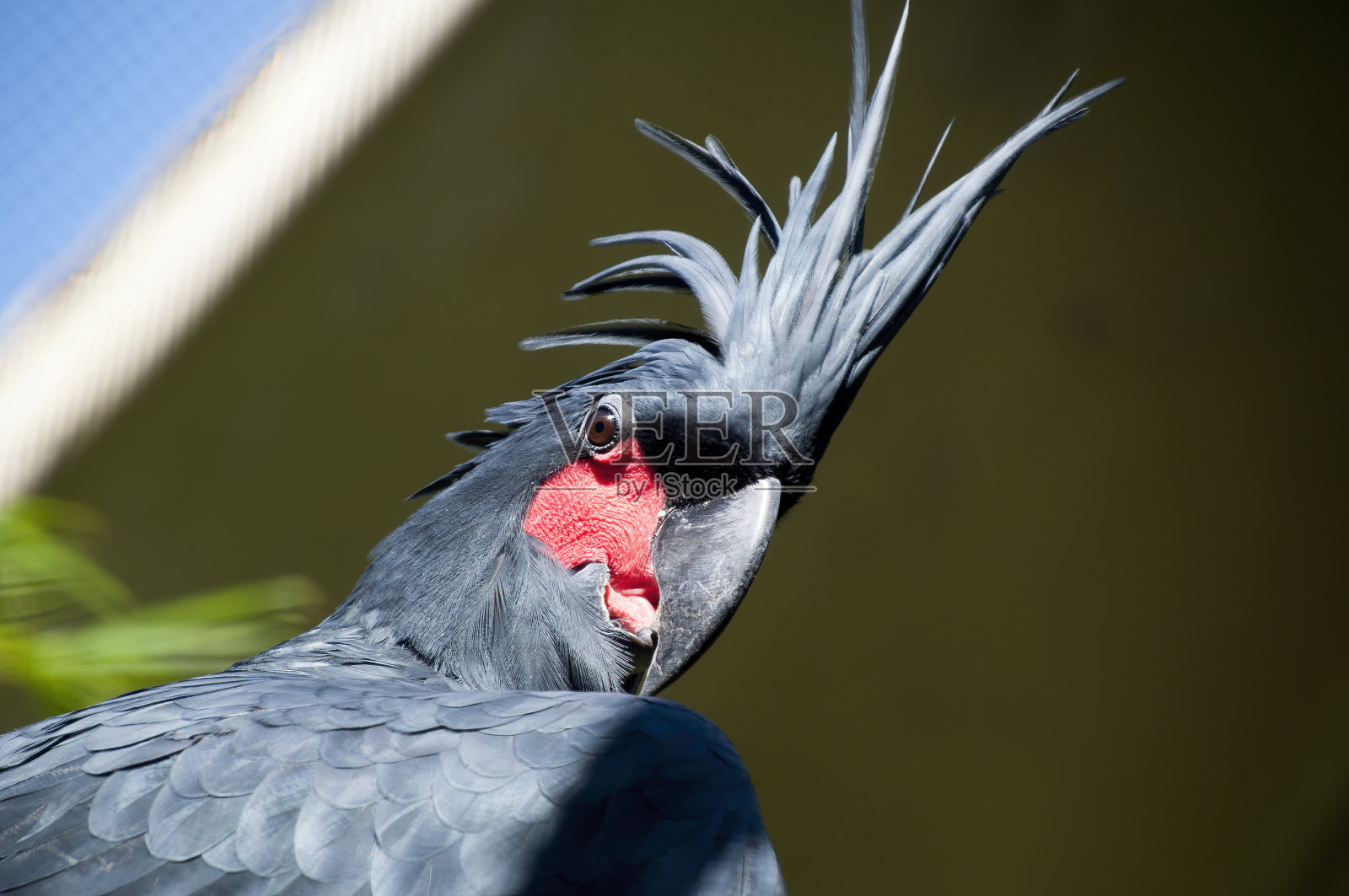一只棕榈鹦鹉的头有一个非常大的黑色喙和红色的脸颊补丁照片摄影图片