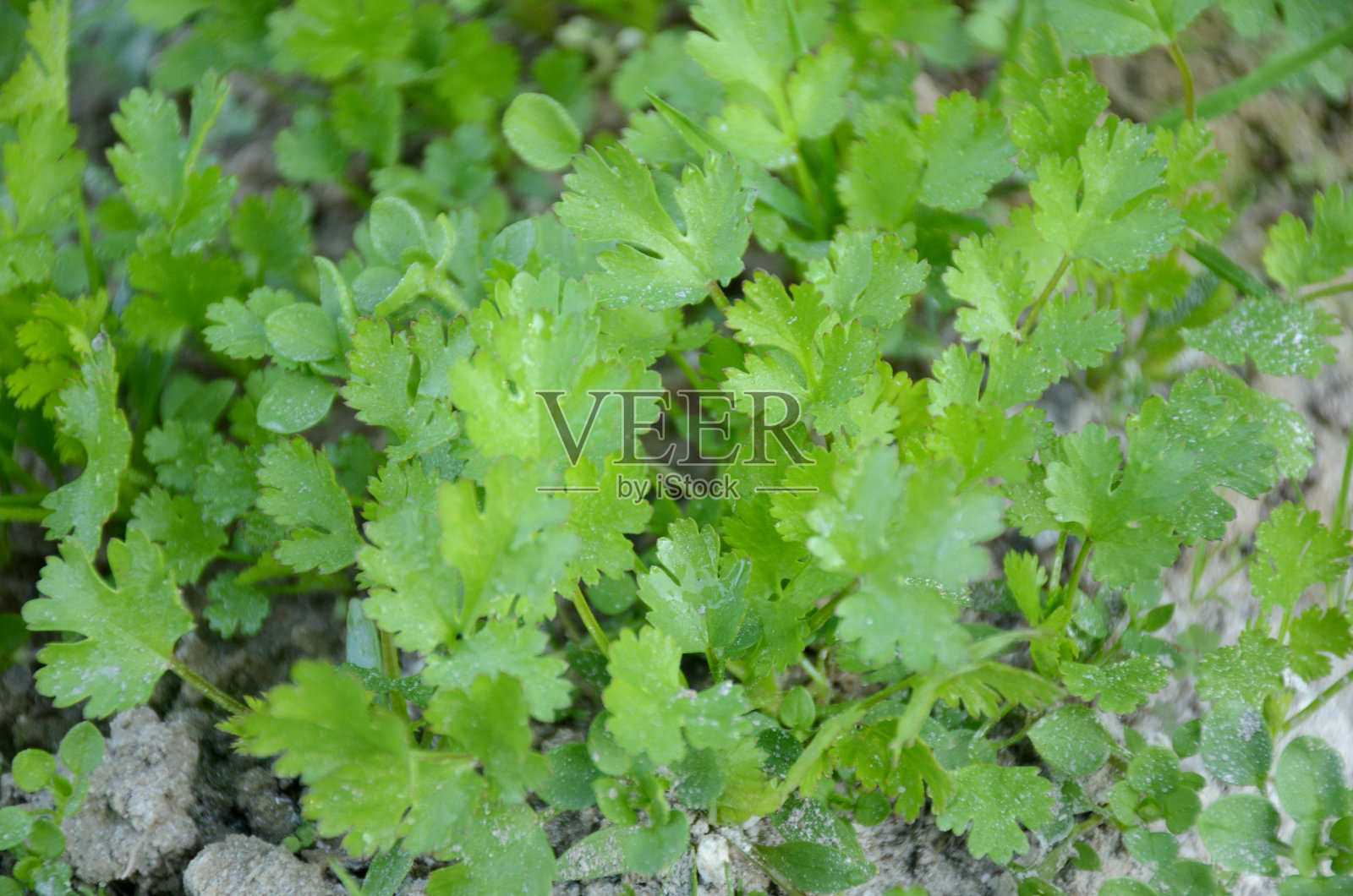 成熟的绿色香菜种在花园里的幼苗。照片摄影图片