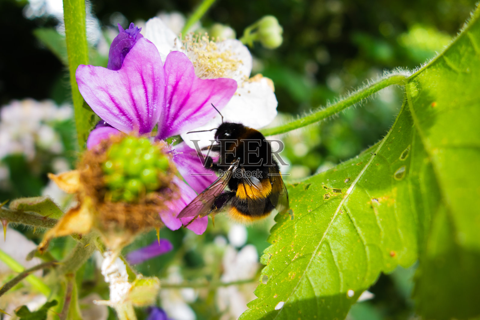 大黄蜂在吃水果照片摄影图片