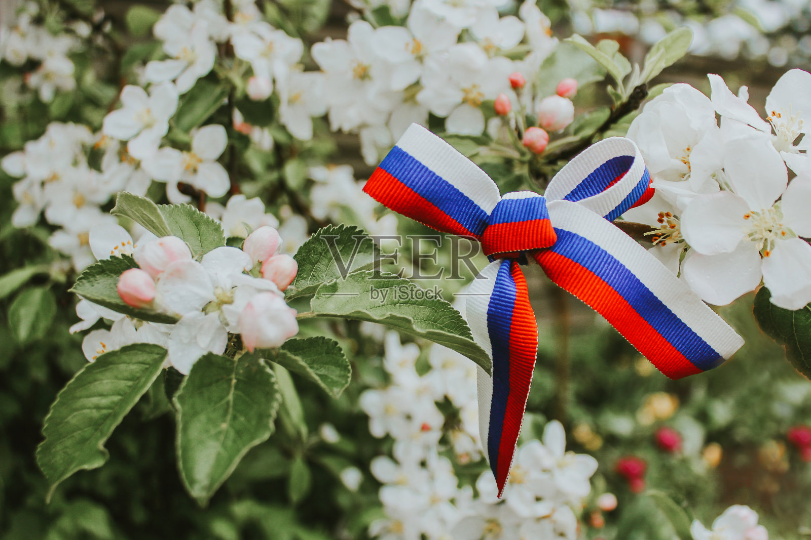 俄罗斯日的概念。在阳光明媚、温暖的日子里，在一棵开花的树的树枝上，用一条绘有俄罗斯国旗颜色的丝带做成的蝴蝶结。照片摄影图片
