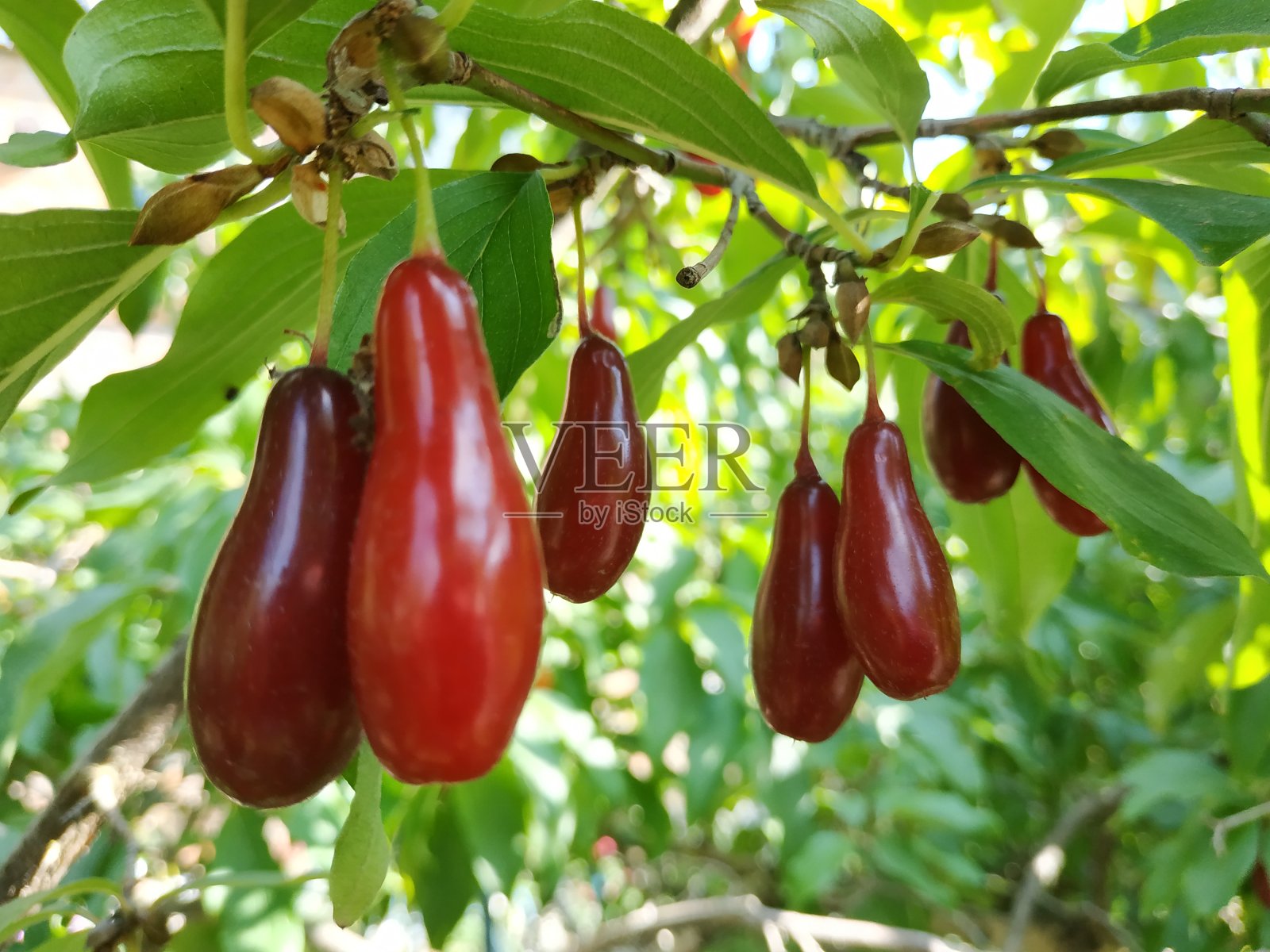 成熟的红山茱萸樱桃，也叫山茱萸或山茱萸。山茱萸浆果挂在山茱萸的树枝上。康乃尔，康乃尔，樱桃山茱萸照片摄影图片