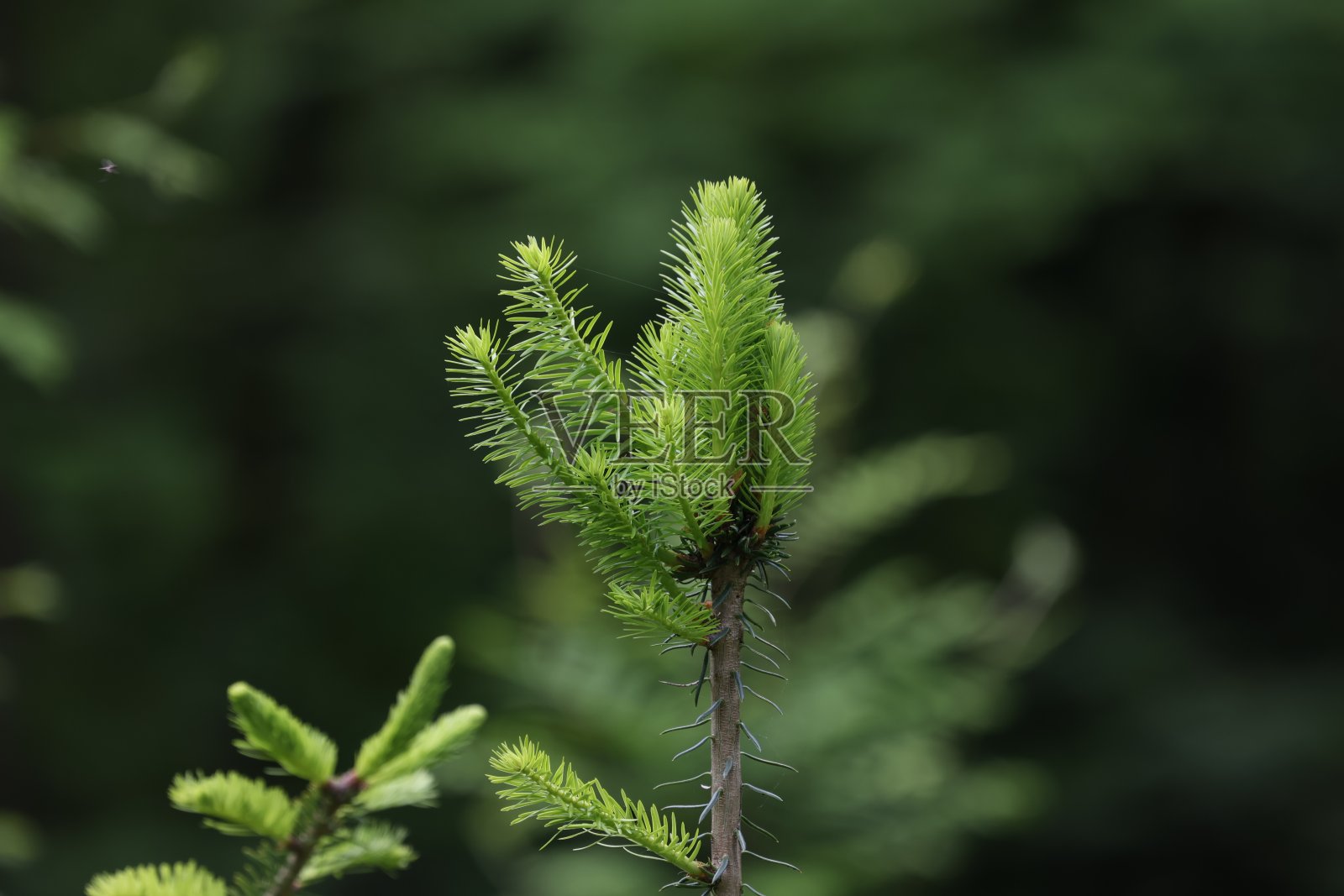 森林中冷杉树枝上的幼枝照片摄影图片