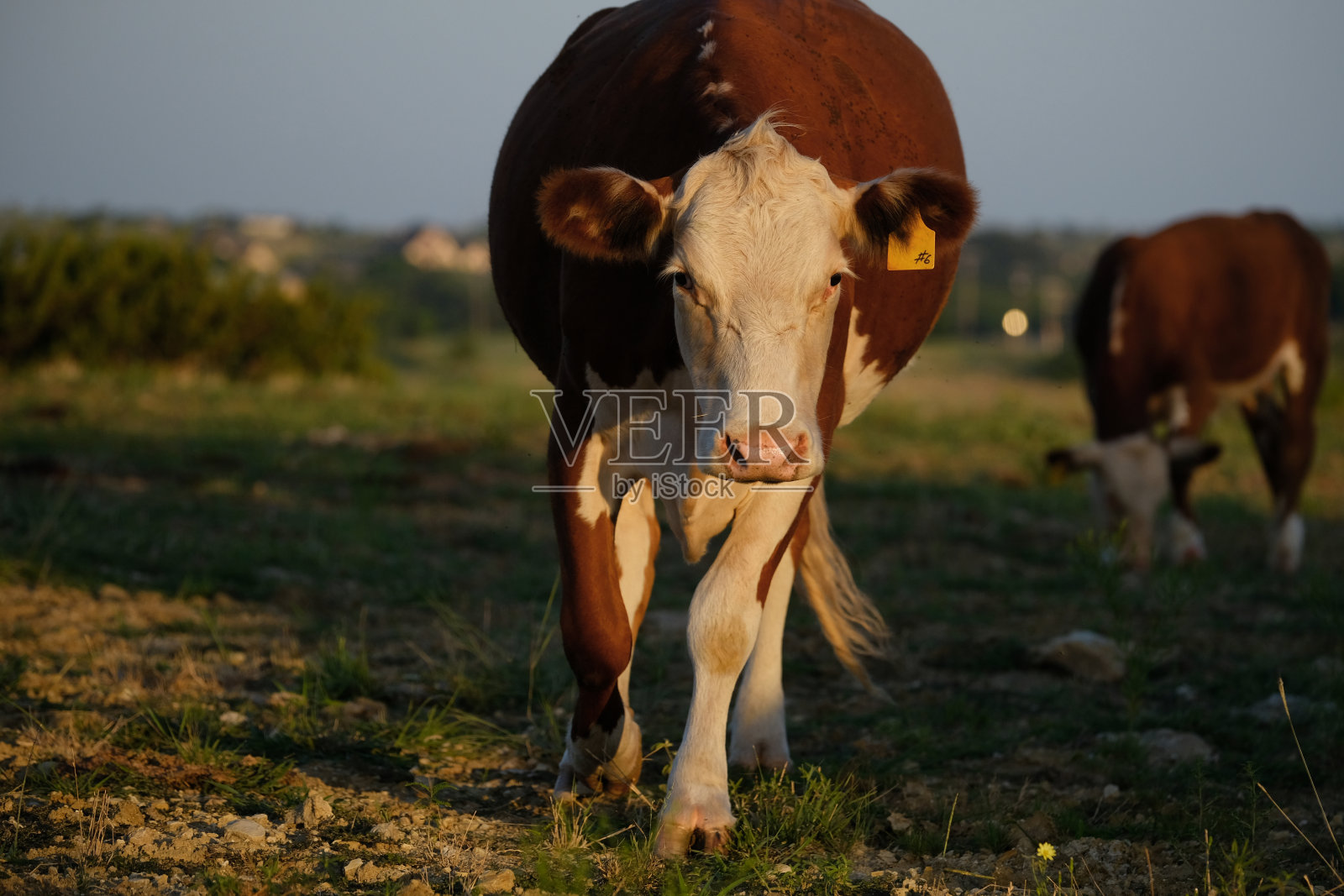 赫里福德奶牛在夏天的德克萨斯田野照片摄影图片
