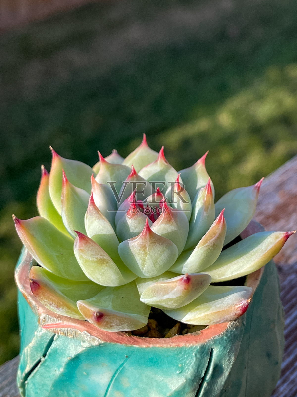 肉质植物月季“猎户座”在花盆中照片摄影图片